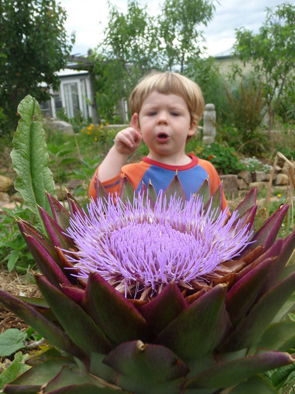 A great big purple artichoke flower.