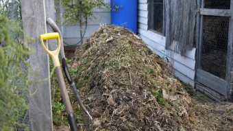 Massive compost pile in the chicken coop.
