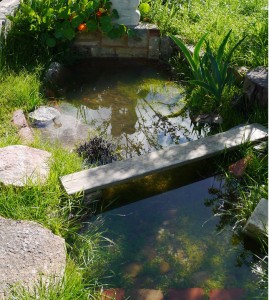 Pond overflow / soak next to fruit trees.